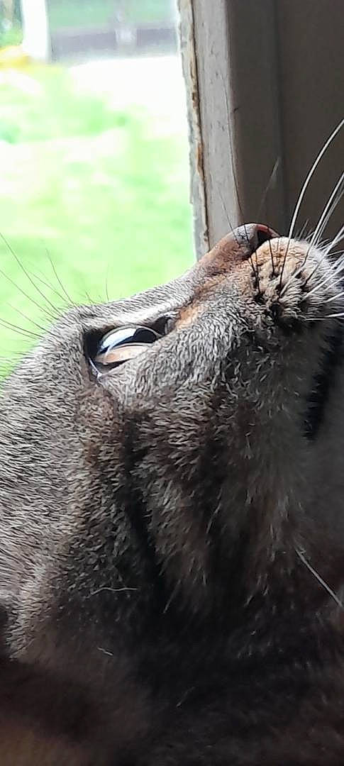 Perle a rejoint le concours — aidez-le/la à gagner de superbes lots ! canidae, carnivore, close_up, dog_breed, eye, fawn, felidae, fur, mammal, small_to_medium_sized_cats, snout, sporting_group, terrestrial_animal, trunk, vertebrate, water, whiskers, wildlife, window, wood