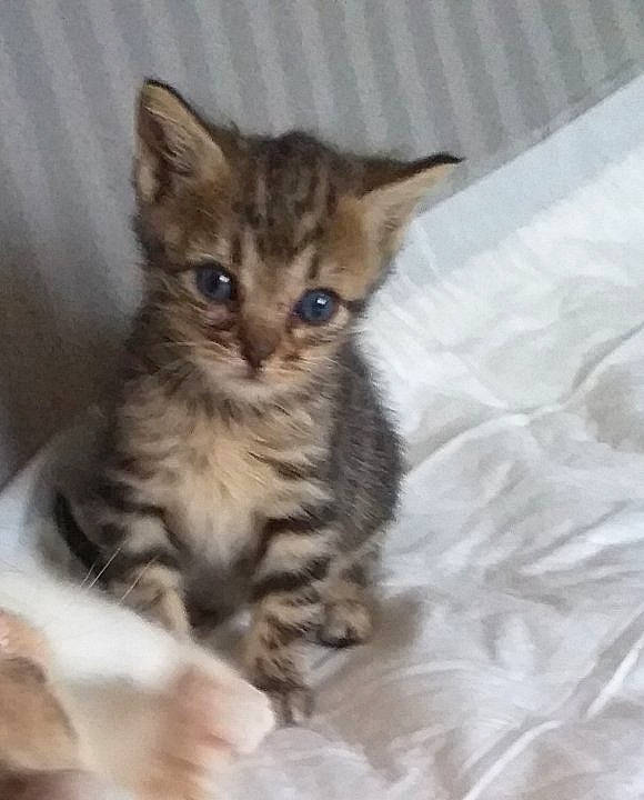 Perle participe au concours pour gagner de l'argent avec cette photo : carnivore, cat, claw, comfort, domestic_short_haired_cat, fawn, felidae, fur, paw, small_to_medium_sized_cats, snout, tail, terrestrial_animal, whiskers