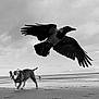 Mazikeen joined the competition — help win amazing prizes! animal, beach, bird, black_and_white, canine, cloudy, dog, flying, landscape, motion, nature, outdoor, pet, sand, shore, sky, walking, water, wildlife, wings