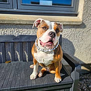 Mazikeen joined the competition — help win amazing prizes! dog, sitting, outdoor, bench, pearl_necklace, sunlight, window, curious, portrait, pet, furniture, brown_and_white, short_hair, ears, snout, animal, daylight, shadow, texture, wall