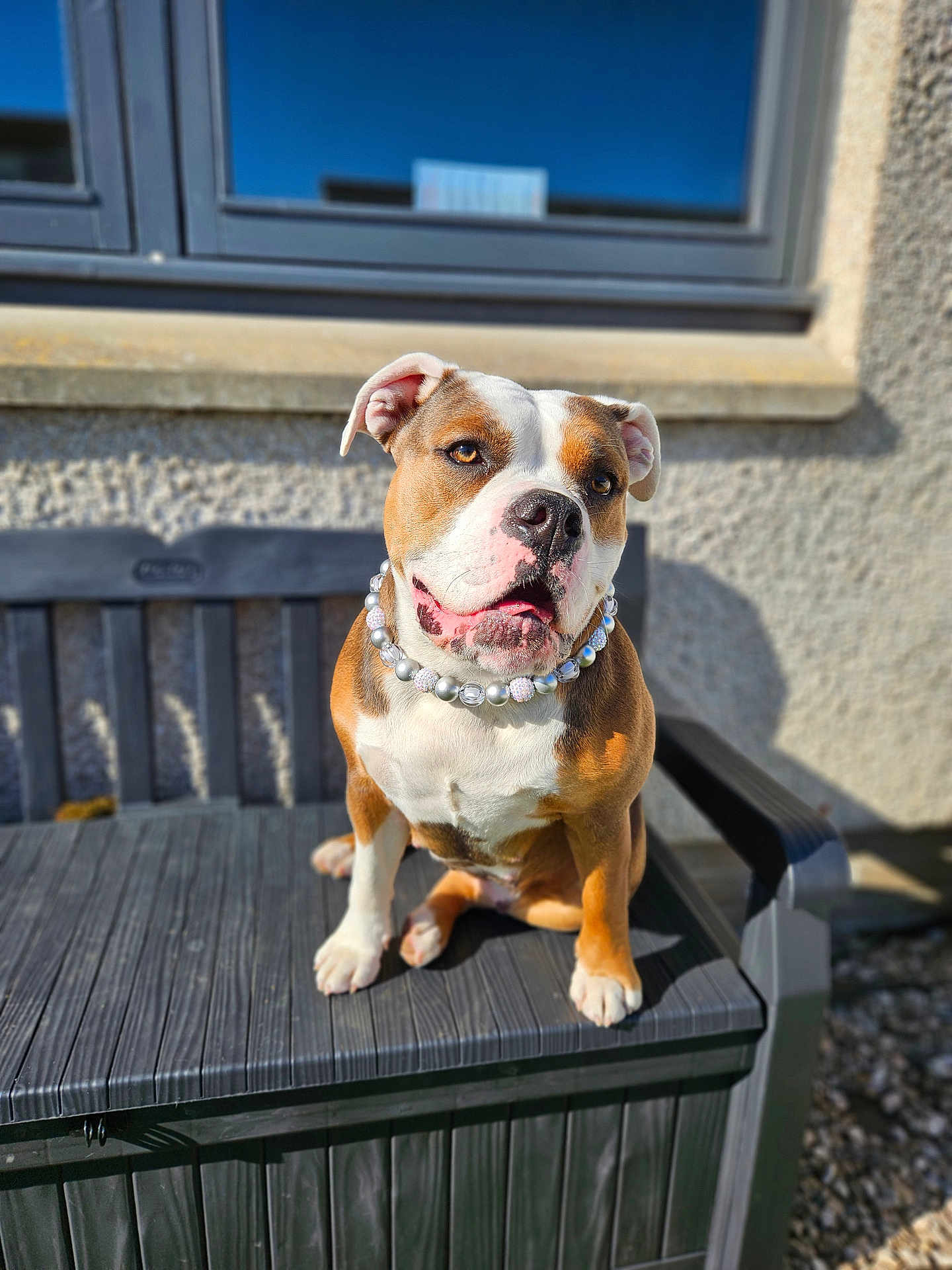 Mazikeen joined the competition — help win amazing prizes! dog, sitting, outdoor, bench, pearl_necklace, sunlight, window, curious, portrait, pet, furniture, brown_and_white, short_hair, ears, snout, animal, daylight, shadow, texture, wall