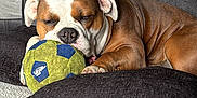 Mazikeen joined the competition — help win amazing prizes! animal, brown, bulldog, closeup, cozy, cushion, cute, dog, furniture, home, indoor, living_room, pet, relaxing, resting, sleeping, soccer_ball, sofa, toy, white