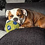 animal, brown, bulldog, closeup, cozy, cushion, cute, dog, furniture, home, indoor, living_room, pet, relaxing, resting, sleeping, soccer_ball, sofa, toy, white