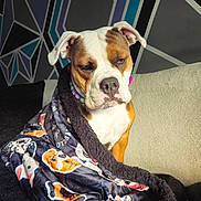 Mazikeen joined the competition — help win amazing prizes! accessory, beads, blanket, brown, comfort, couch, dog, ears, face, geometric, indoor, nose, patterned_wall, pet, portrait, relaxed, sleepy, soft_texture, white, wrapped