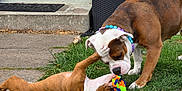 Diego joined the competition — help win amazing prizes! dog, puppy, playing, toy, grass, outdoor, beaded_collar, brown_dog, white_dog, pet, interaction, yard, concrete, door, home, fun, animal, friendship, cute, summer