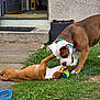 animal, beaded_collar, brown_dog, concrete, cute, dog, door, friendship, fun, grass, home, interaction, outdoor, pet, playing, puppy, summer, toy, white_dog, yard