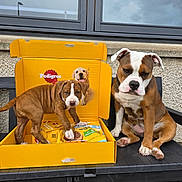 Diego joined the competition — help win amazing prizes! dog, puppy, pedigree_box, dog_food, yellow_box, bench, outdoor, window, wall, brown_dog, white_dog, pet, animal, sitting, standing, cute, companion, fur, ears, paws