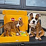 animal, bench, brown_dog, companion, cute, dog, dog_food, ears, fur, outdoor, paws, pedigree_box, pet, puppy, sitting, standing, wall, white_dog, window, yellow_box