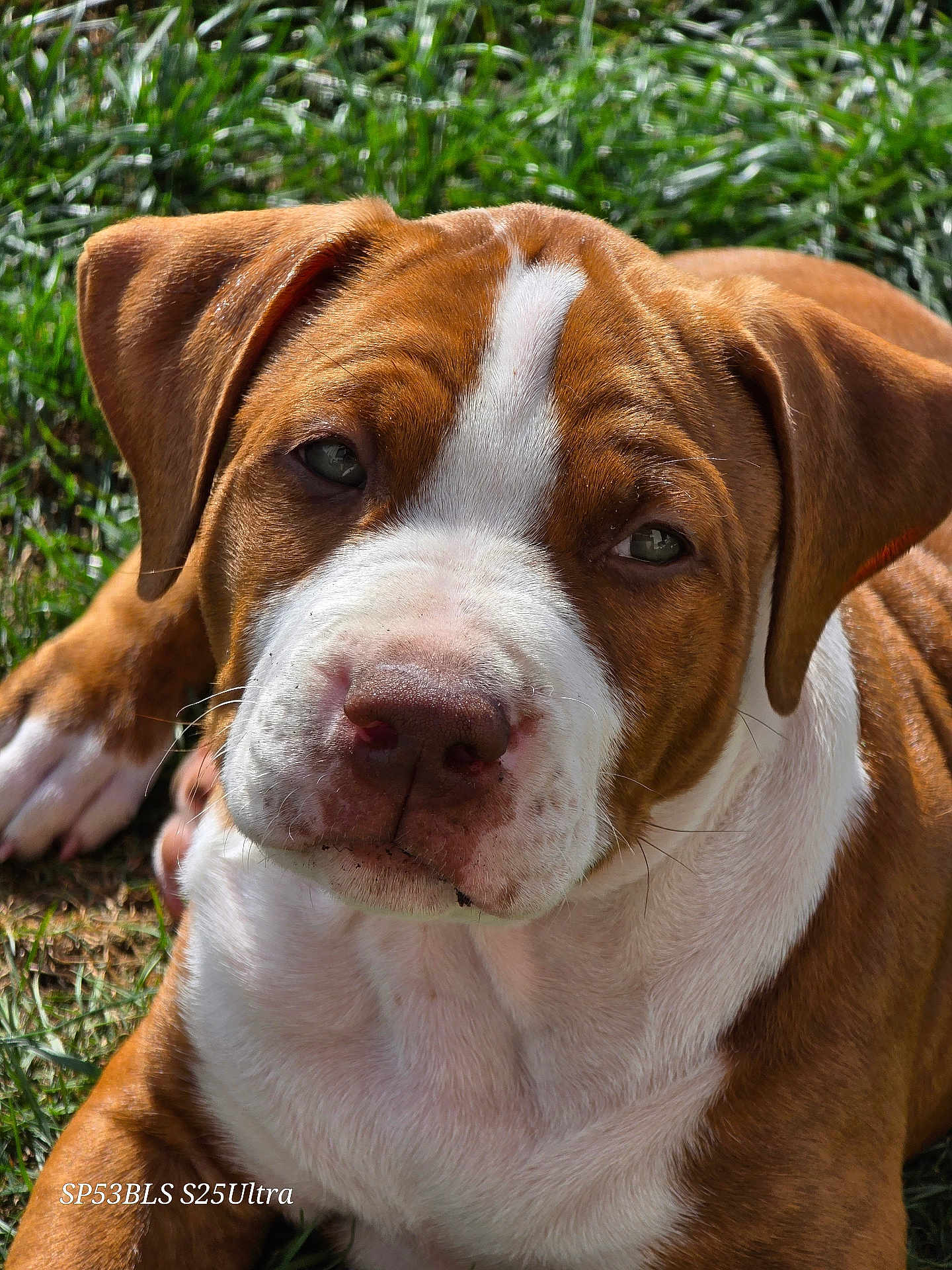 Diego joined the competition — help win amazing prizes! puppy, dog, brown, white, grass, outdoor, pet, close_up, animal, cute, portrait, young, fur, snout, ears, eyes, nature, sunlight, resting, canine