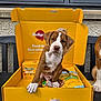 Diego joined the competition — help win amazing prizes! puppy, dog, box, yellow, pedigree, pet_food, bench, outdoor, curious, brown_and_white, paw, pet, young_dog, animal, close_up, front_view, pet_supplies, container, sitting, cute