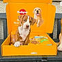 Diego is registered to the contest to win money with this photo: puppy, dog, box, yellow, pedigree, dog_food, pet, animal, cute, brown, white, sitting, table, window, outdoor, paw, food_package, pet_food, young_dog, domestic_animal