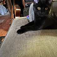 Jazzi is registered to the contest to win money with this photo: black_cat, cat, pet, feline, indoor, couch, furniture, guitar, wooden_guitar, living_room, household, curious_eyes, relaxed, domestic_animal, animal, cozy, home, resting, beige_couch, ears