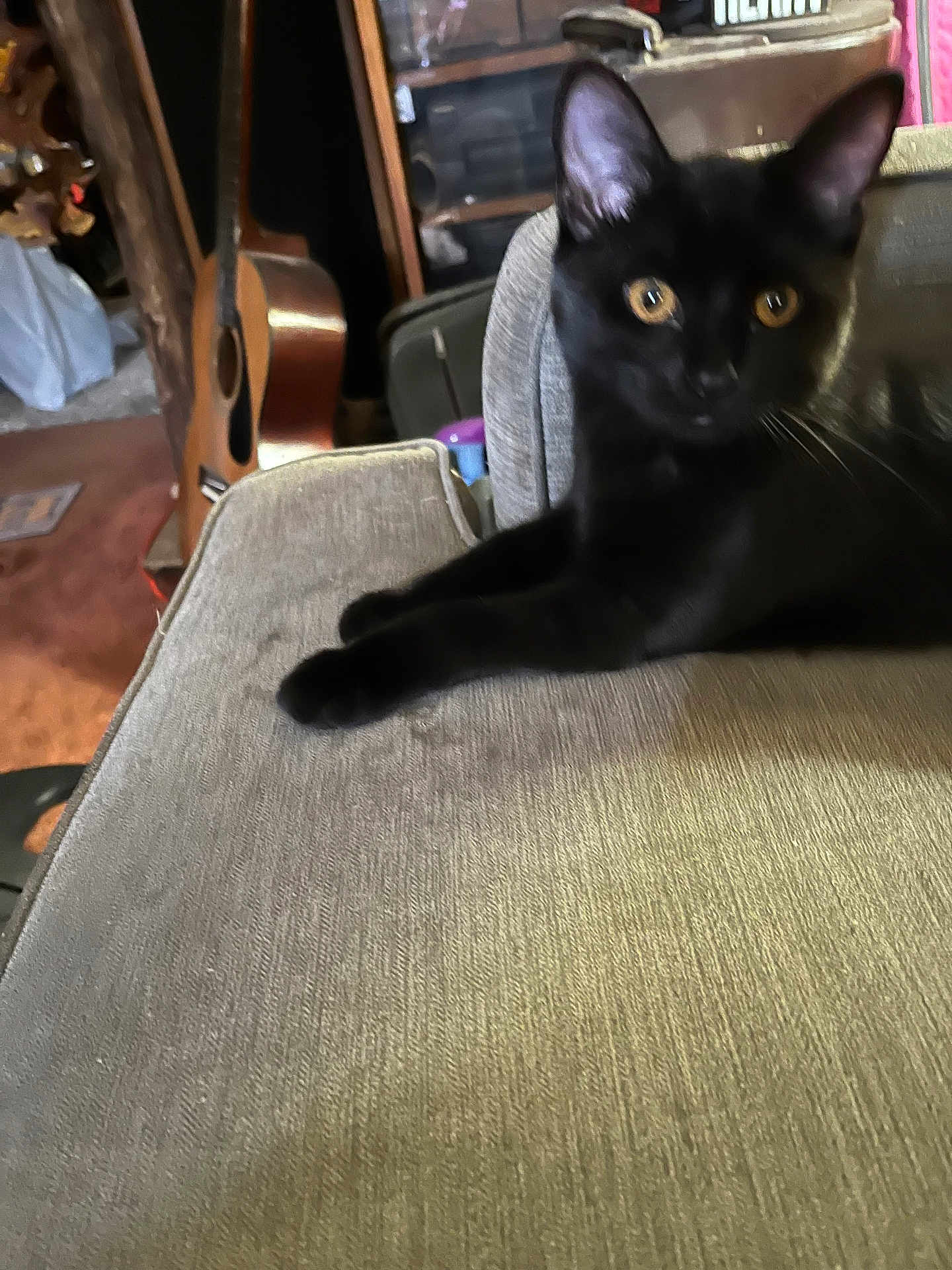 Jazzi is registered to the contest to win money with this photo: black_cat, cat, pet, feline, indoor, couch, furniture, guitar, wooden_guitar, living_room, household, curious_eyes, relaxed, domestic_animal, animal, cozy, home, resting, beige_couch, ears