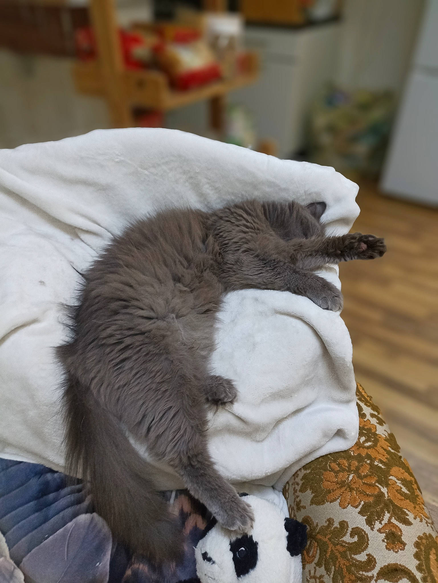 Tsami a rejoint le concours — aidez-le/la à gagner de superbes lots ! beak, canidae, carnivore, claw, comfort, companion_dog, dog_breed, fawn, felidae, fur, fur_clothing, linens, small_to_medium_sized_cats, snout, sporting_group, tail, terrestrial_animal, toy, whiskers, wing