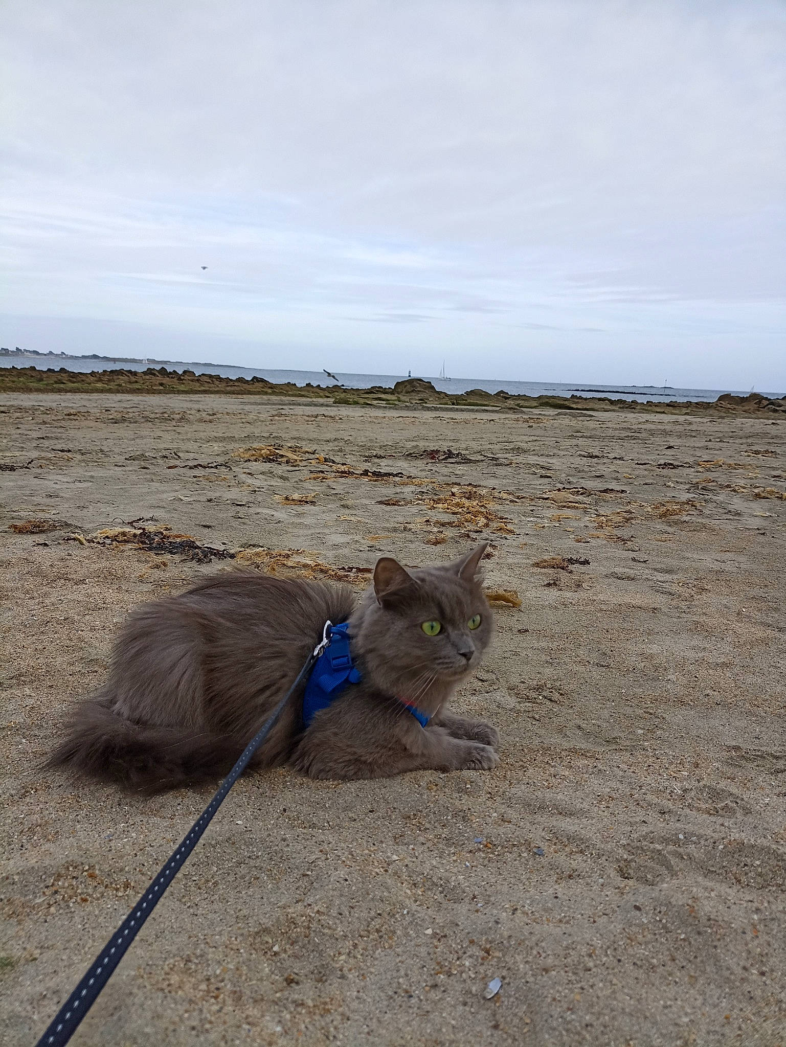 Tsami participe au concours pour gagner de l'argent avec cette photo : canidae, carnivore, cat, cloud, electric_blue, felidae, fur, grass, horizon, landscape, russian_blue, sky, small_to_medium_sized_cats, snout, soil, sporting_group, tail, terrestrial_animal, whiskers, wildlife