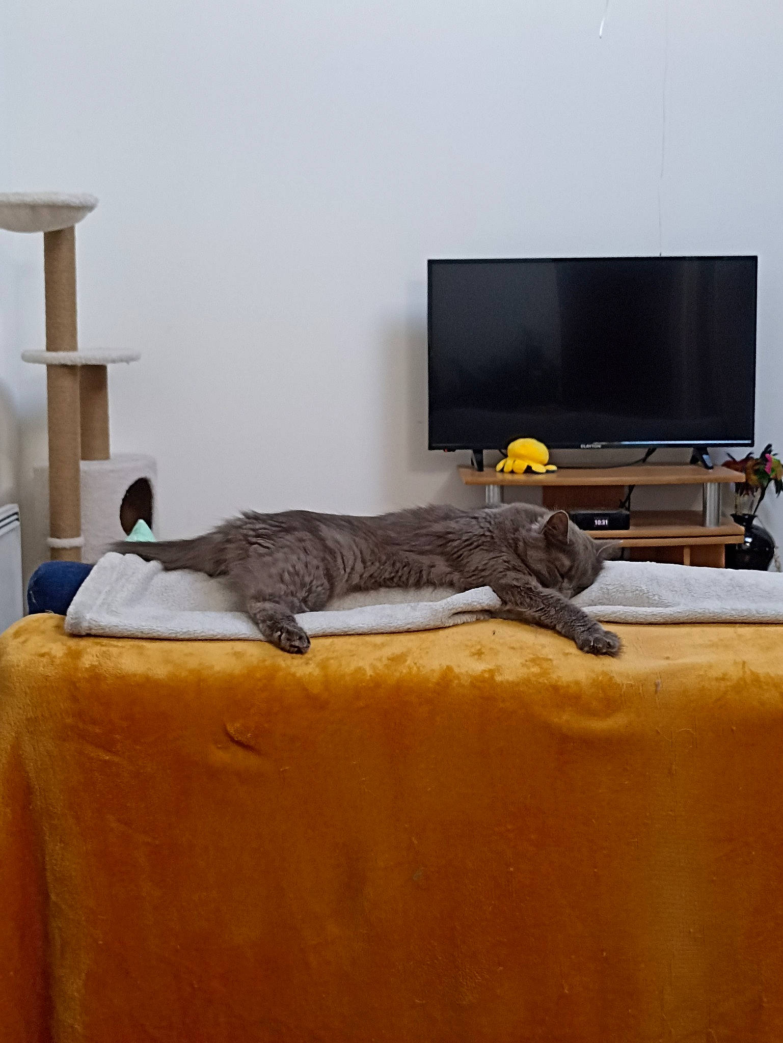 Tsami a rejoint le concours — aidez-le/la à gagner de superbes lots ! bed_frame, comfort, couch, felidae, flat_panel_display, floor, flooring, hardwood, home_appliance, interior_design, linens, living_room, output_device, room, studio_couch, table, tail, television_set, window, wood