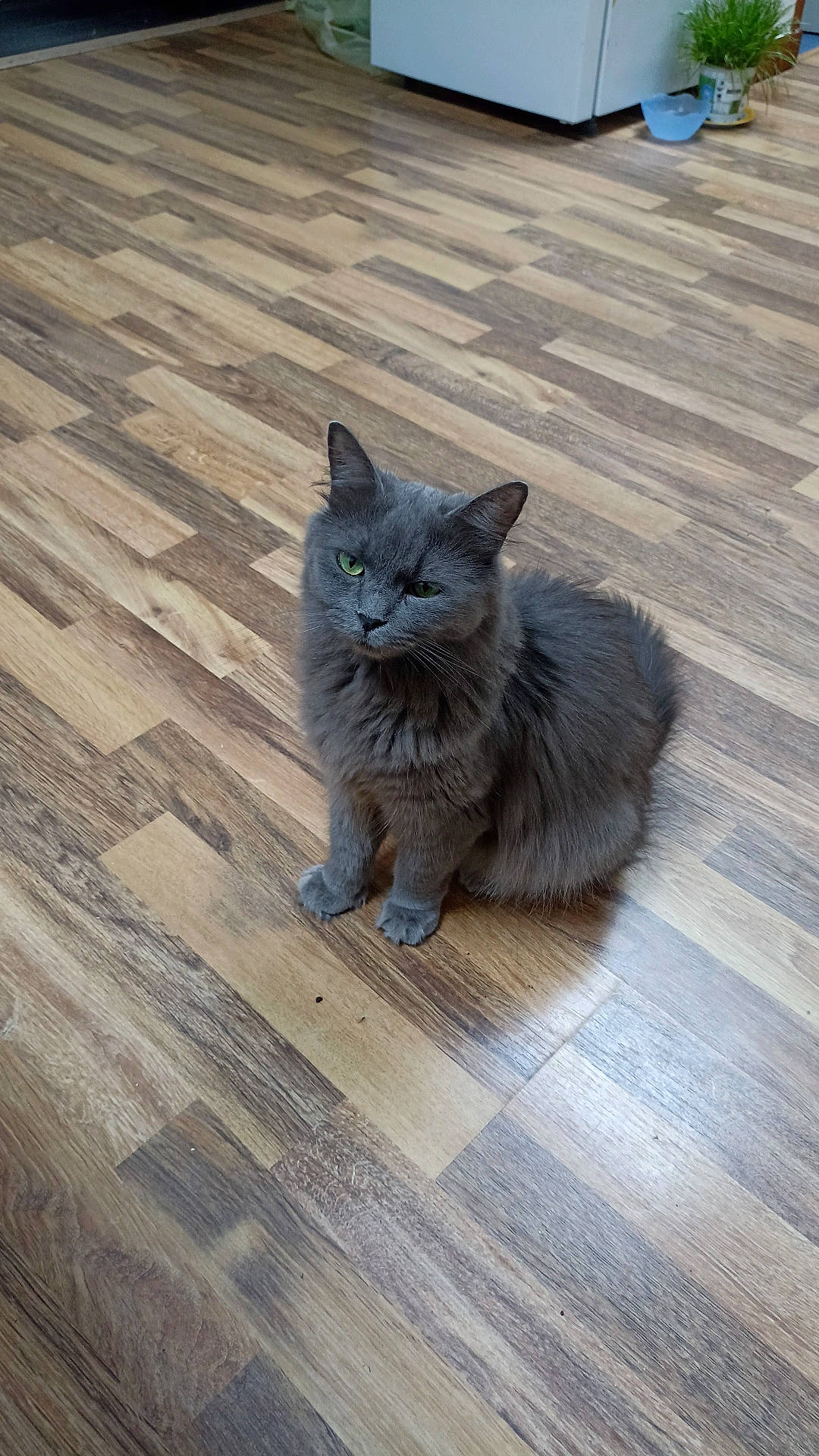 Tsami participe au concours pour gagner de l'argent avec cette photo : automotive_tire, carnivore, cat, domestic_short_haired_cat, electric_blue, fawn, felidae, floor, flooring, fur, grey, hardwood, road_surface, small_to_medium_sized_cats, snout, tail, wheel, whiskers, wood, wood_stain