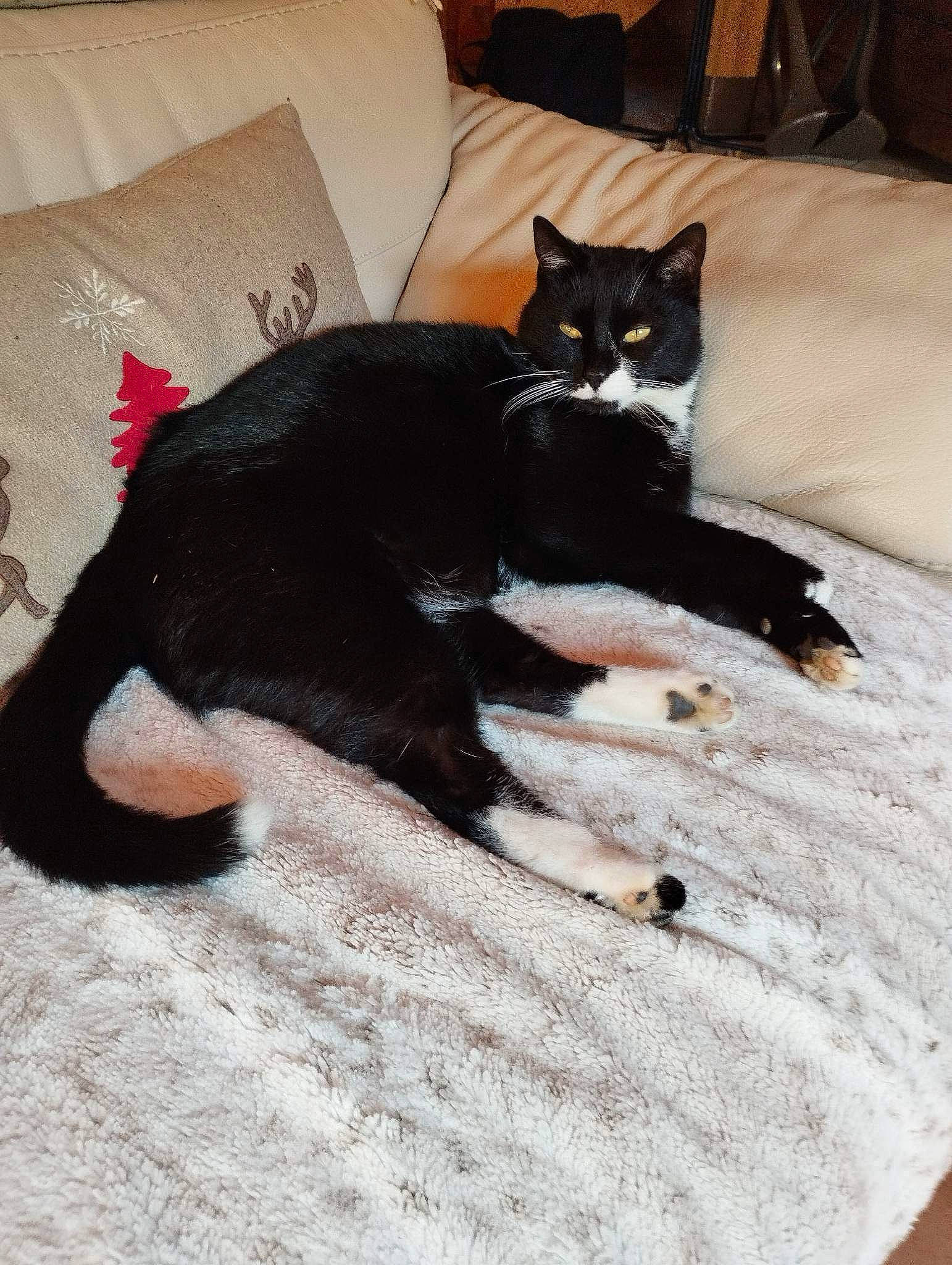 Pepo participe au concours pour gagner de l'argent avec cette photo : black_cat, bombay, carnivore, cat, comfort, couch, domestic_short_haired_cat, felidae, flooring, fur, grey, hardwood, human_leg, linens, paw, pillow, small_to_medium_sized_cats, tail, whiskers, wood