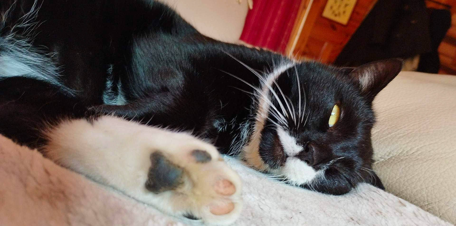 Pepo a rejoint le concours — aidez-le/la à gagner de superbes lots ! carnivore, cat, claw, comfort, domestic_short_haired_cat, felidae, fur, nap, paw, sleep, small_to_medium_sized_cats, snout, tail, whiskers