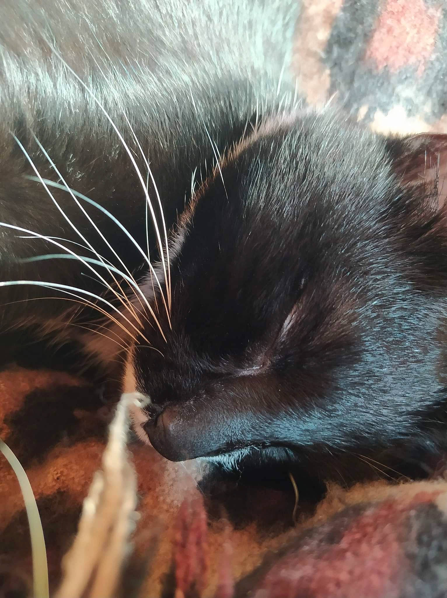 Pepo participe au concours pour gagner de l'argent avec cette photo : black_cat, carnivore, cat, cloud, comfort, ear, eye, felidae, gesture, hair, head, human_body, iris, leg, liver, organism, small_to_medium_sized_cats, snout, tail, whiskers