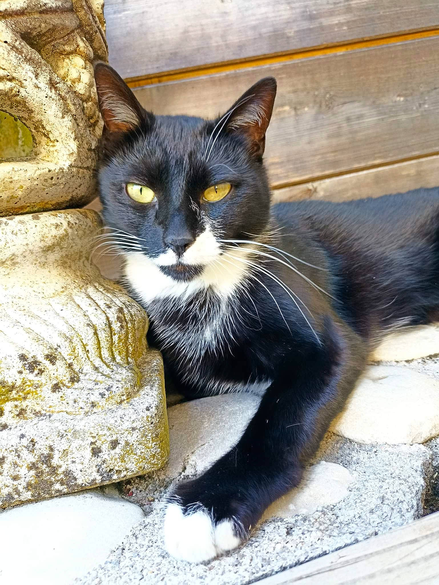 Pepo a rejoint le concours — aidez-le/la à gagner de superbes lots ! black_cat, carnivore, cat, claw, comfort, domestic_short_haired_cat, felidae, foot, fur, grey, paw, sitting, small_to_medium_sized_cats, snout, tail, terrestrial_animal, whiskers, window