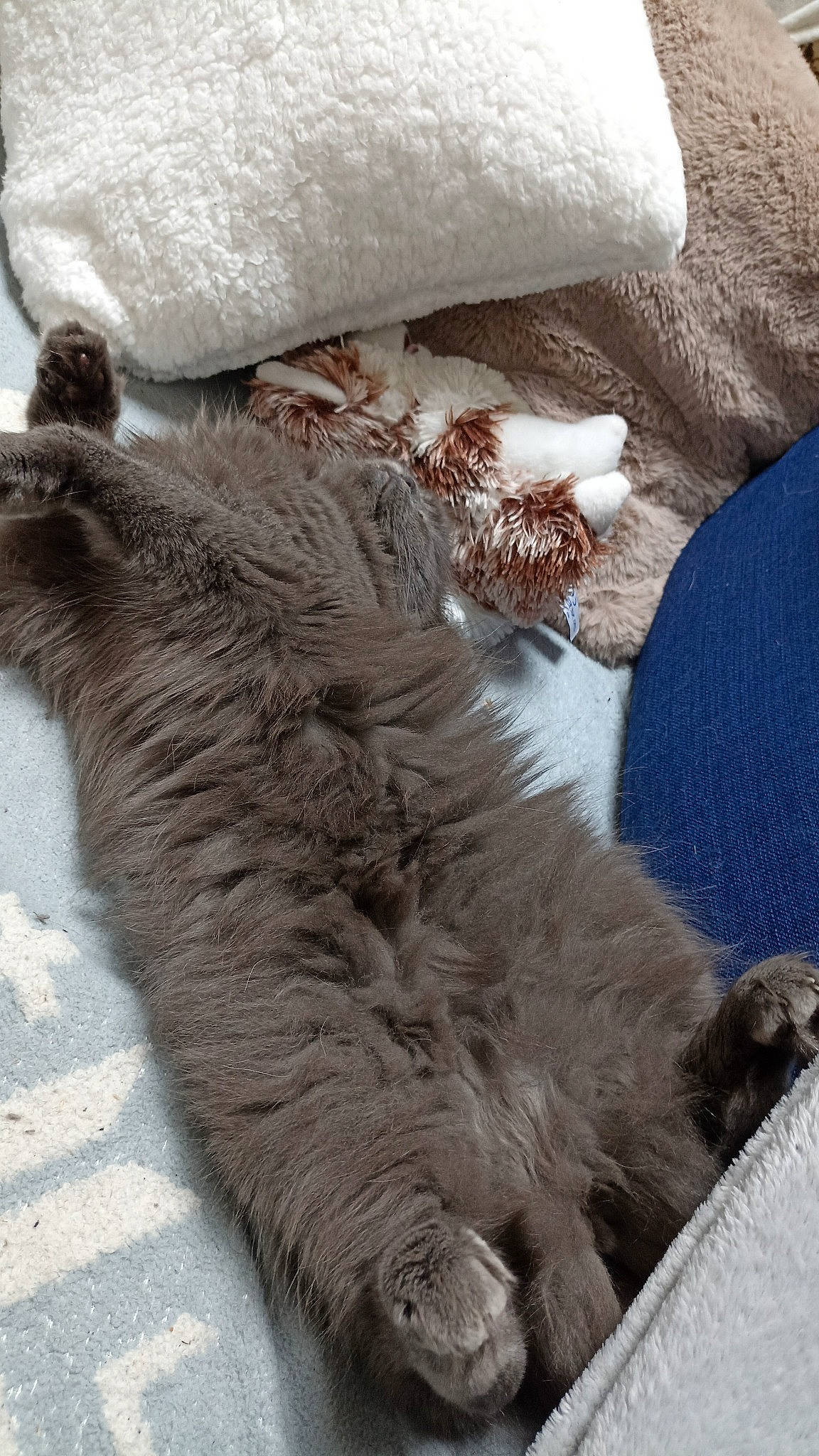 Tennessee participe au concours pour gagner de l'argent avec cette photo : british_longhair, carnivore, cat, claw, comfort, dog_breed, fawn, felidae, fur, liver, natural_material, paw, small_to_medium_sized_cats, snout, snow, sporting_group, tail, terrestrial_animal, whiskers, winter