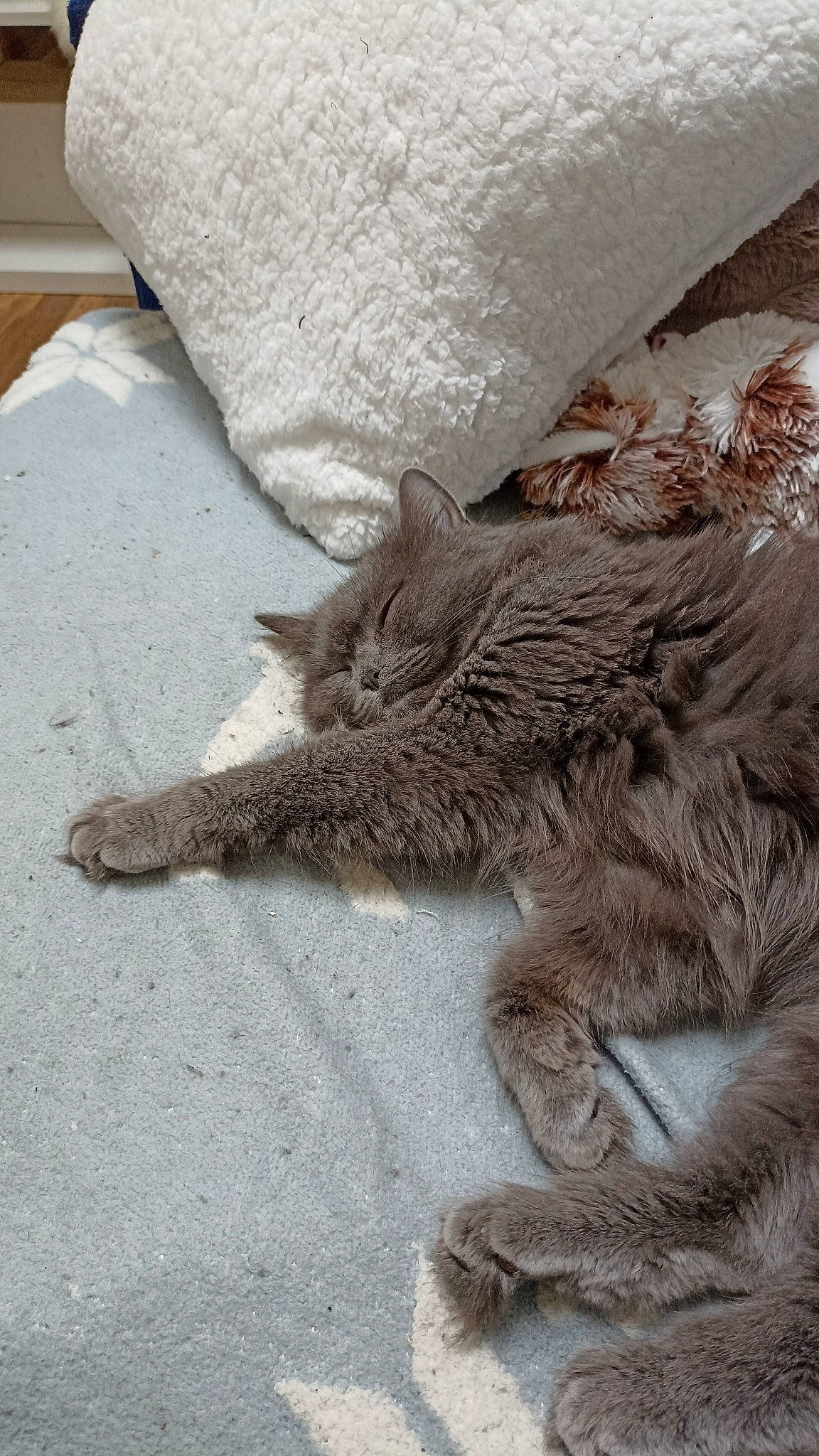 Tennessee participe au concours pour gagner de l'argent avec cette photo : carnivore, cat, claw, comfort, domestic_short_haired_cat, fawn, felidae, fur, grey, human_leg, linens, nap, paw, sand, small_to_medium_sized_cats, snout, tail, terrestrial_animal, whiskers, wood