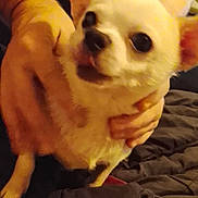 Simba a rejoint le concours — aidez-le/la à gagner de superbes lots ! dog, chihuahua, pet, small_dog, white_dog, indoor, person, hand, holding, bed, blanket, fur, cute, animal, companion, mouth_open, ears, eyes, sitting, cozy