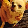 dog, chihuahua, pet, small_dog, white_dog, indoor, person, hand, holding, bed, blanket, fur, cute, animal, companion, mouth_open, ears, eyes, sitting, cozy