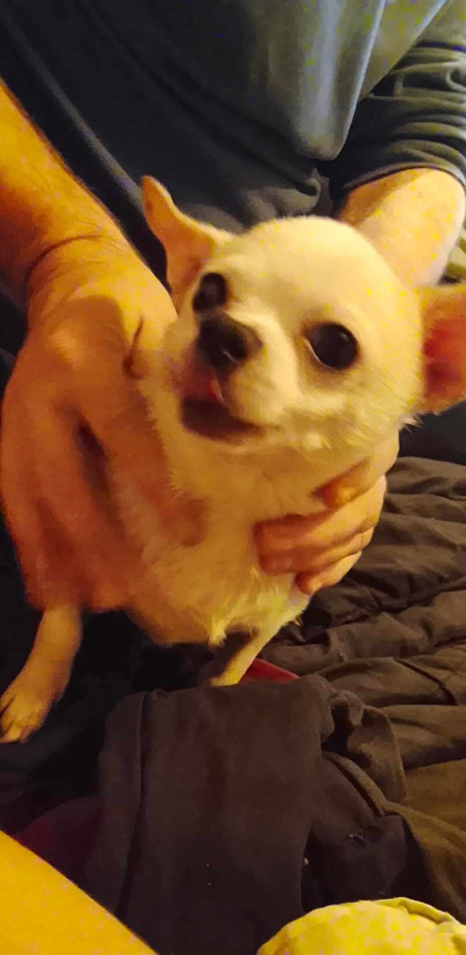 Simba