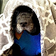 Skye joined the competition — help win amazing prizes! animal, blanket, blue_sweater, canine, comfort, couch, covered, cozy, cute, dog, face, fur, home, indoor, pet, portrait, relaxed, resting, snug, warm