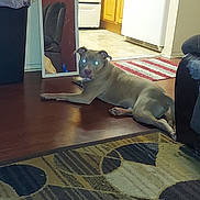 Roscoe joined the competition — help win amazing prizes! dog, indoor, living_room, wooden_floor, rug, mirror, kitchen, cabinet, appliance, furniture, pet, animal, laying_down, glowing_eyes, flash, home, cozy, reflection, brown, casual