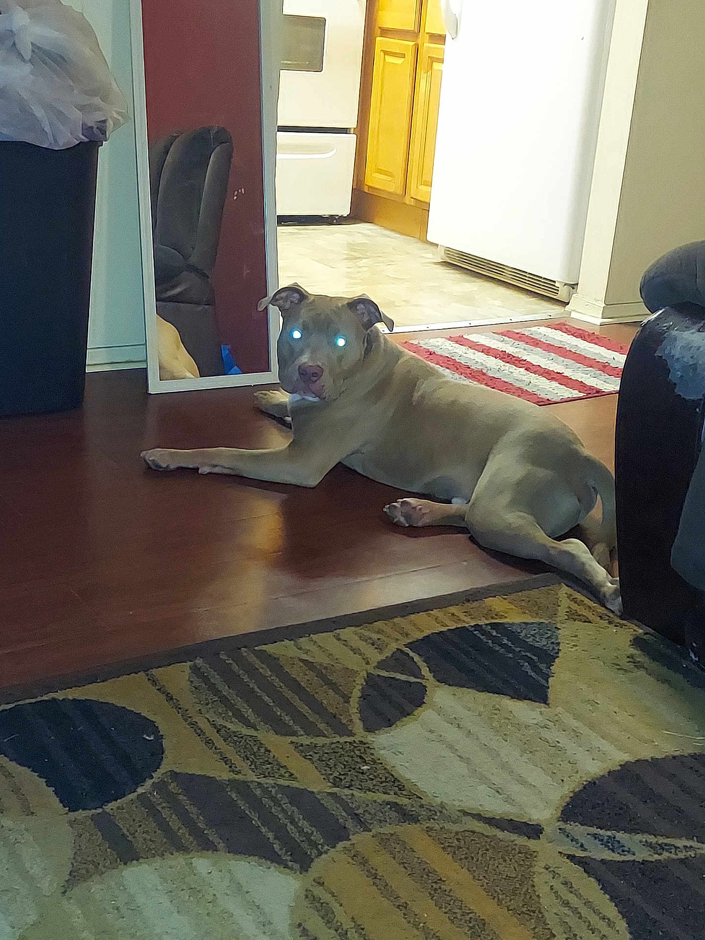 Roscoe joined the competition — help win amazing prizes! dog, indoor, living_room, wooden_floor, rug, mirror, kitchen, cabinet, appliance, furniture, pet, animal, laying_down, glowing_eyes, flash, home, cozy, reflection, brown, casual
