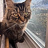 cat, tabby, window, sunlight, indoor, pet, animal, feline, whiskers, fur, closeup, golden_eyes, mesh_screen, cozy, sill, daylight, portrait, curious, cute, domestic