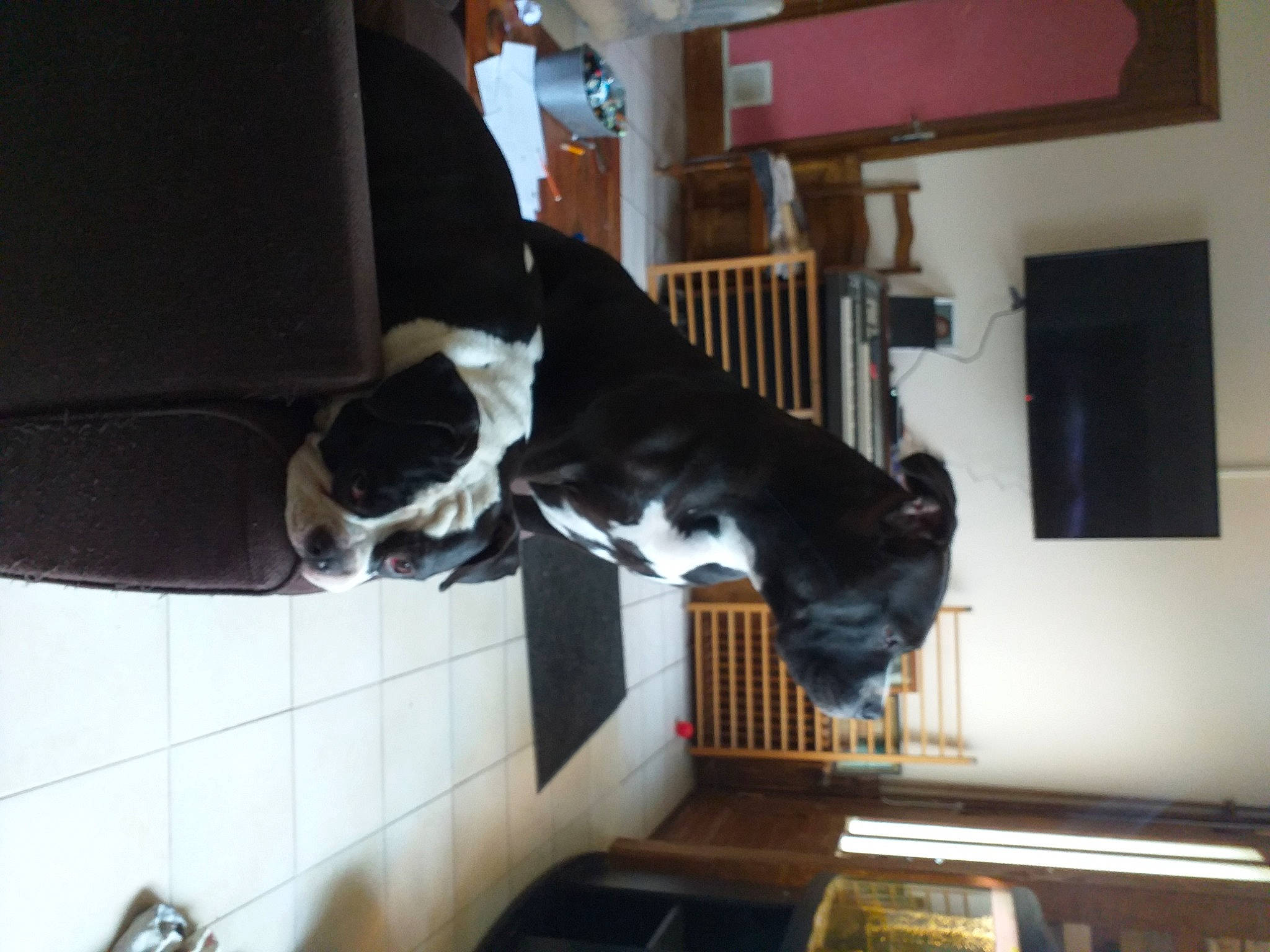 Gaïa participe au concours pour gagner de l'argent avec cette photo : building, canidae, carnivore, collar, companion_dog, dog, dog_breed, fawn, fixture, flooring, hardwood, house, non_sporting_group, picture_frame, room, sporting_group, tail, vehicle_door, window, wood