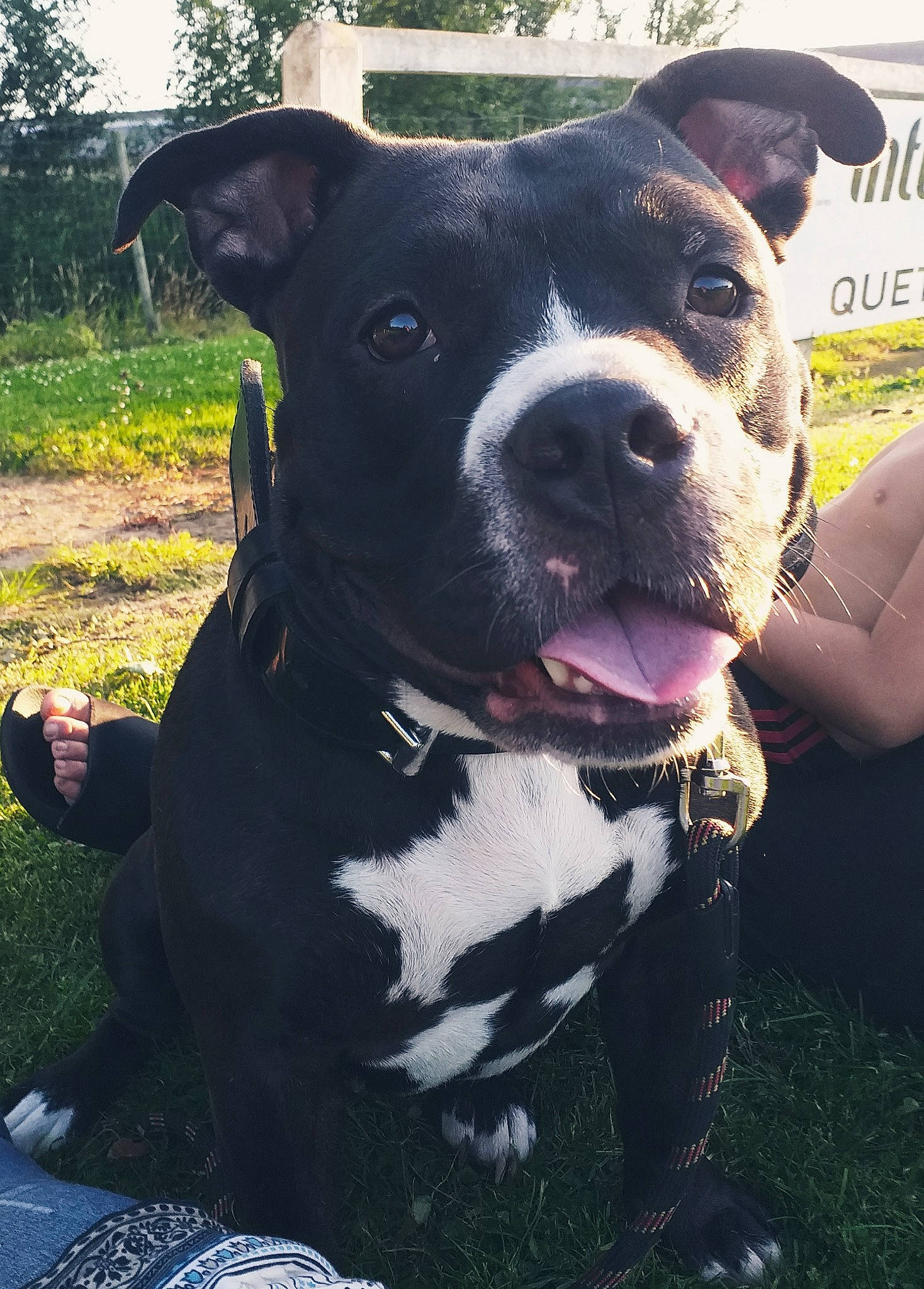 Gaïa participe au concours pour gagner de l'argent avec cette photo : canidae, carnivore, collar, companion_dog, dog, dog_breed, dog_collar, fawn, fur, grass, non_sporting_group, pet_supply, plant, snout, sporting_group, terrestrial_animal, tree, whiskers, working_animal, working_dog