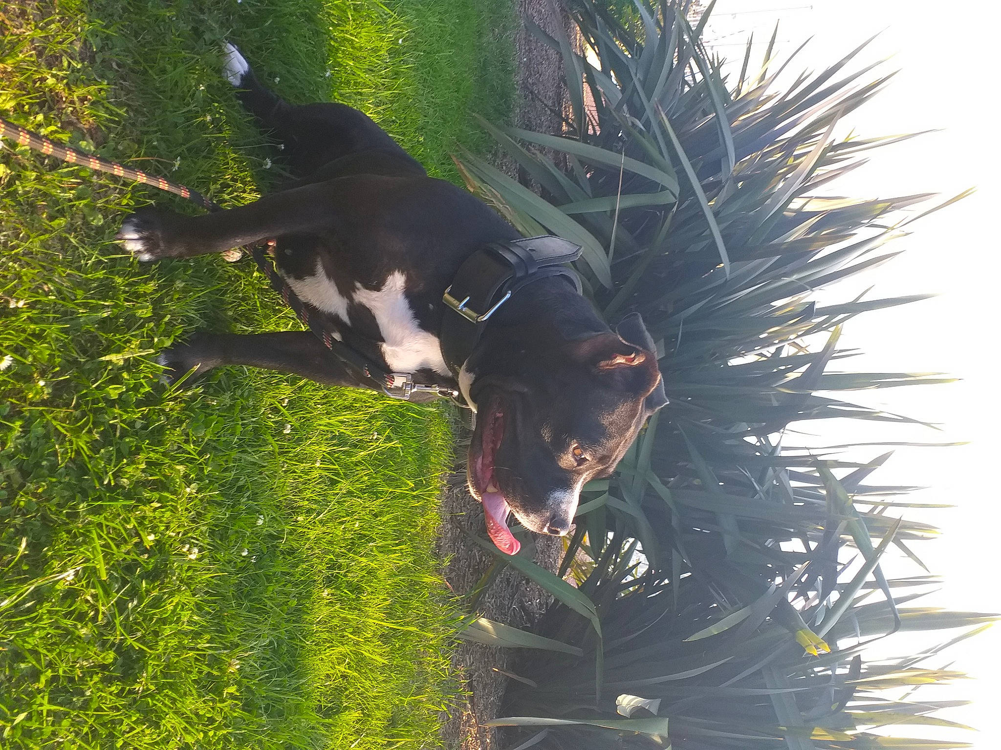 Gaïa participe au concours pour gagner de l'argent avec cette photo : adventure, canidae, carnivore, collar, companion_dog, dog, dog_breed, grass, guard_dog, hunting_dog, plant, sporting_group, tail, terrestrial_animal, terrestrial_plant, tree, working_animal, working_dog