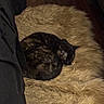 Chicken joined the competition — help win amazing prizes! cat, tortoiseshell_cat, sleeping, curled_up, fluffy_rug, beige_rug, indoor, wooden_floor, cozy, resting, pet, feline, fur, dark_fur, quiet, home, comfort, animal, relaxation, soft_texture