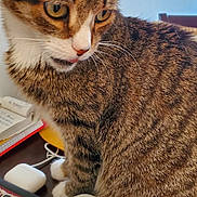 Elliot is registered to the contest to win money with this photo: cat, tabby, pet, animal, indoor, desk, mouse, colorful, electronics, notebook, curious, tongue_out, feline, closeup, striped, white_paws, home_office, technology, gadget, cozy