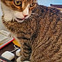 cat, tabby, pet, animal, indoor, desk, mouse, colorful, electronics, notebook, curious, tongue_out, feline, closeup, striped, white_paws, home_office, technology, gadget, cozy