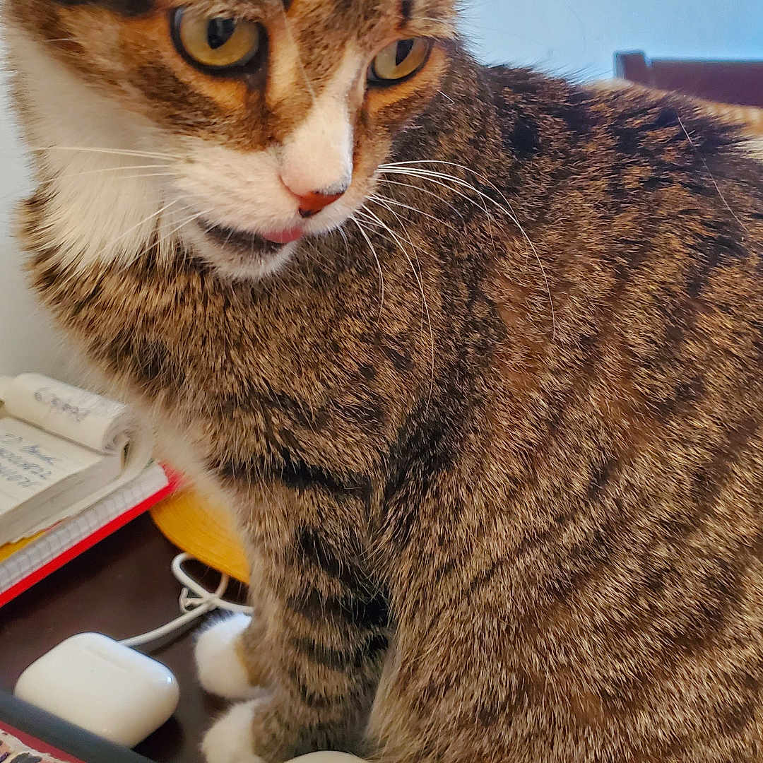 Elliot is registered to the contest to win money with this photo: cat, tabby, pet, animal, indoor, desk, mouse, colorful, electronics, notebook, curious, tongue_out, feline, closeup, striped, white_paws, home_office, technology, gadget, cozy