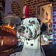 Tokyo a rejoint le concours — aidez-le/la à gagner de superbes lots ! animal, art, brick_wall, brown_eyes, close_up, couch, cozy, dalmatian, dog, home, indoor, leather, mirror, pet, plush_toy, poster, reflection, shark, spot_pattern, sunlight