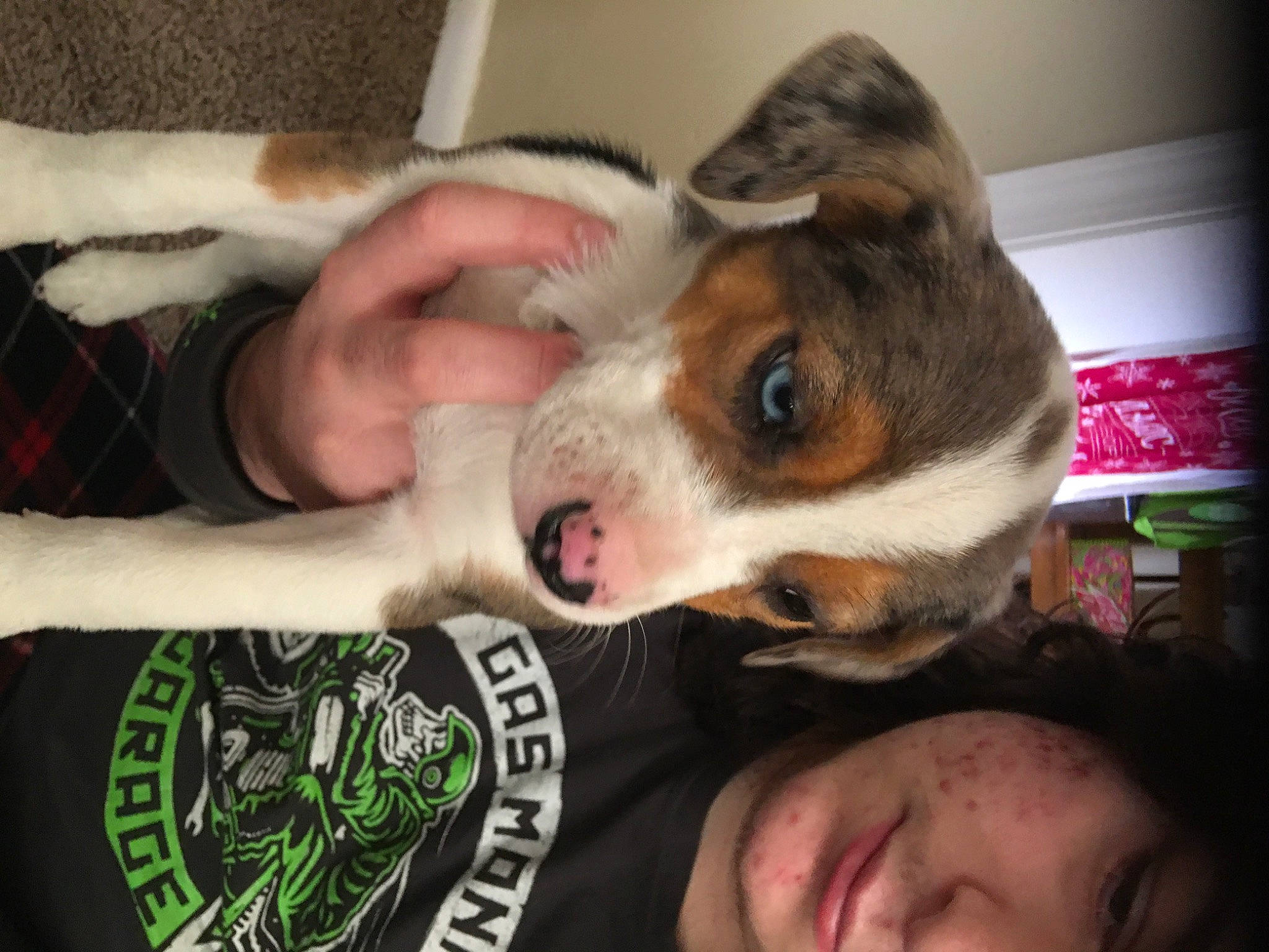 Ivy Jade joined the competition — help win amazing prizes! canidae, carnivore, companion_dog, dog, dog_breed, ear, elbow, fawn, fur, gesture, non_sporting_group, organ, pattern, paw, puppy_love, small_terrier, sporting_group, toy_dog, whiskers, wrist