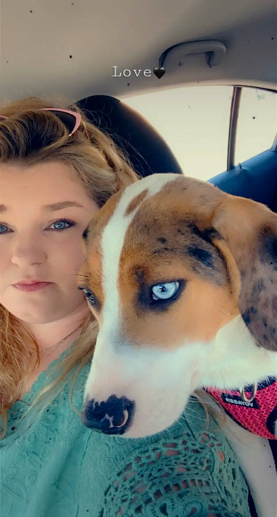 Ivy Jade is registered to the contest to win money with this photo: canidae, carnivore, companion_dog, dog, dog_breed, ear, eyelash, eyewear, fawn, fun, fur, happy, head, nose, snout, sporting_group, street_fashion, surfer_hair, whiskers, working_animal