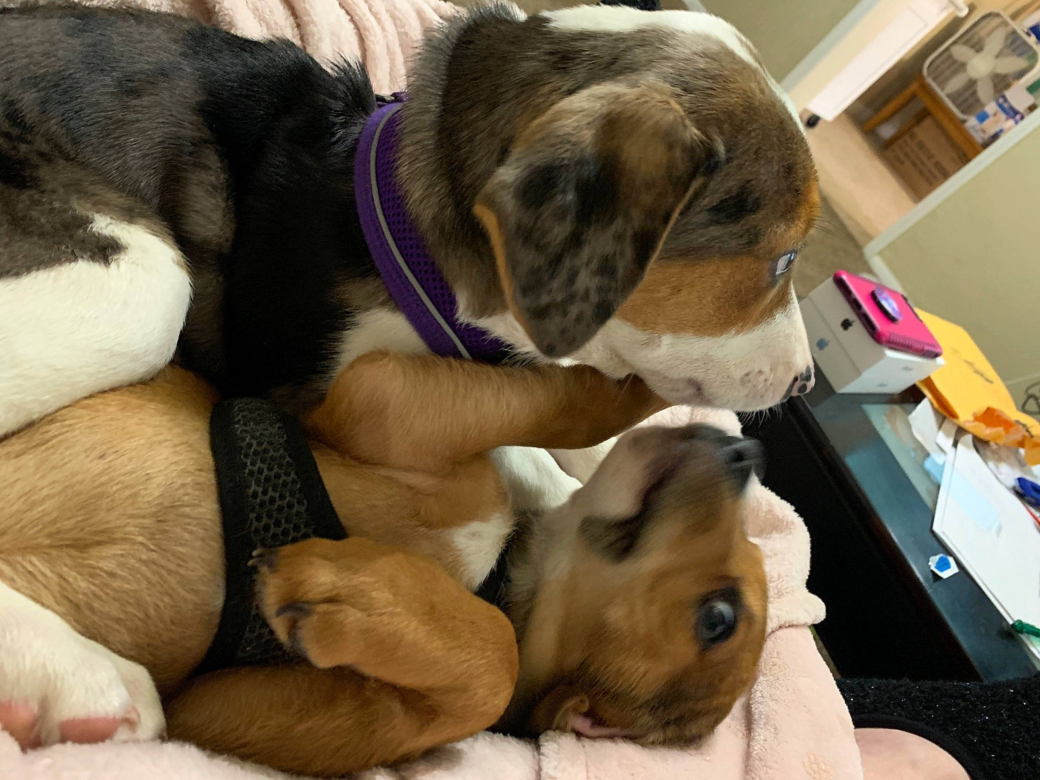 Ivy Jade joined the competition — help win amazing prizes! canidae, carnivore, comfort, companion_dog, dog, dog_breed, ear, fawn, fur, hound, nap, paw, picture_frame, puppy_love, shelf, snout, sporting_group, vertebrate, whiskers, working_animal