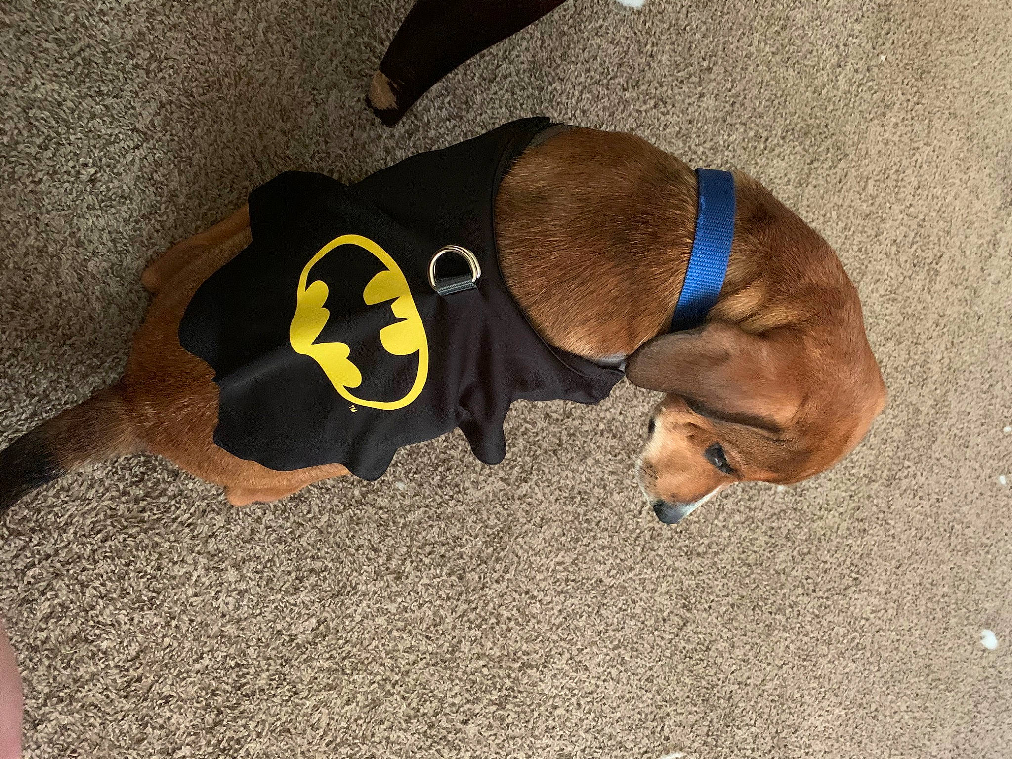 Cooper Lee is registered to the contest to win money with this photo: active_pants, canidae, carnivore, collar, companion_dog, dog, dog_breed, dog_clothes, dog_supply, fashion_accessory, fawn, fur, leash, paw, pet_supply, snout, sporting_group, sportswear, tail, working_animal