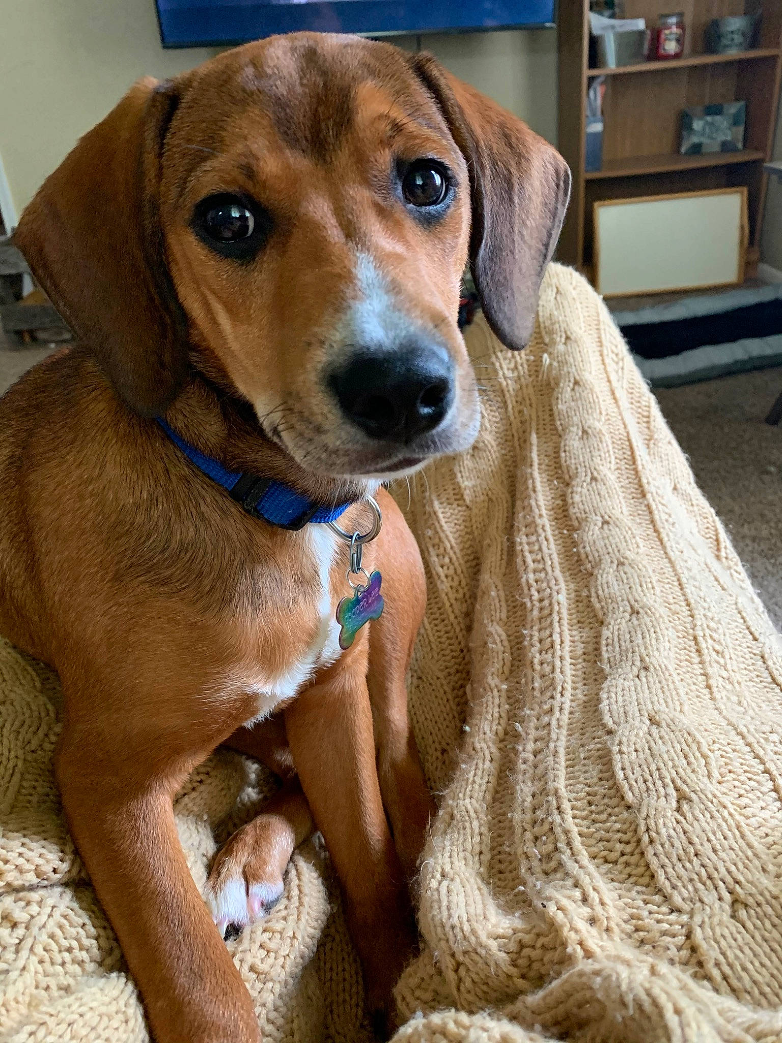 Cooper Lee joined the competition — help win amazing prizes! bookcase, canidae, carnivore, collar, companion_dog, dog, dog_breed, dog_collar, dog_supply, fawn, gun_dog, hound, liver, pet_supply, shelf, shelving, snout, sporting_group, whiskers, working_animal