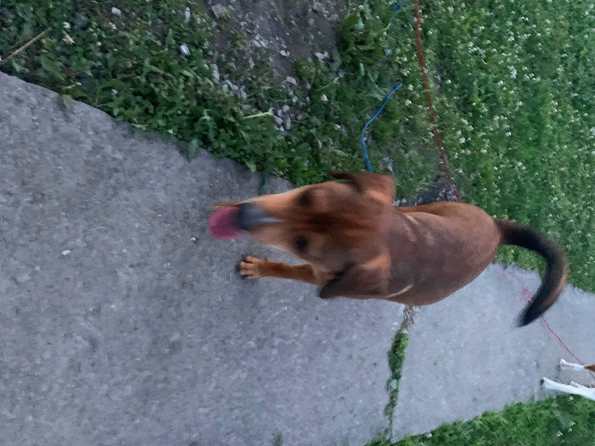 Cooper Lee is registered to the contest to win money with this photo: asphalt, canidae, carnivore, collar, companion_dog, dog, dog_breed, fawn, grass, liver, pet_supply, road_surface, shadow, sidewalk, snout, sporting_group, tail, terrestrial_animal, wildlife, working_animal