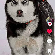 Fenris is registered to the contest to win money with this photo: alert, animal, black_and_white, blue_eyes, canine, cold, companion, dog, fur, husky, leash, mammal, nature, outdoor, pet, portrait, snow, standing, walking, winter