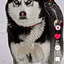 alert, animal, black_and_white, blue_eyes, canine, cold, companion, dog, fur, husky, leash, mammal, nature, outdoor, pet, portrait, snow, standing, walking, winter